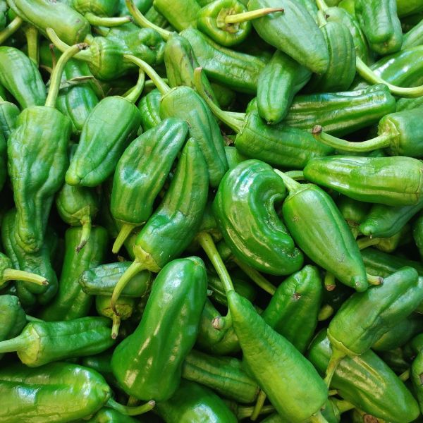 Pimientos de Padron