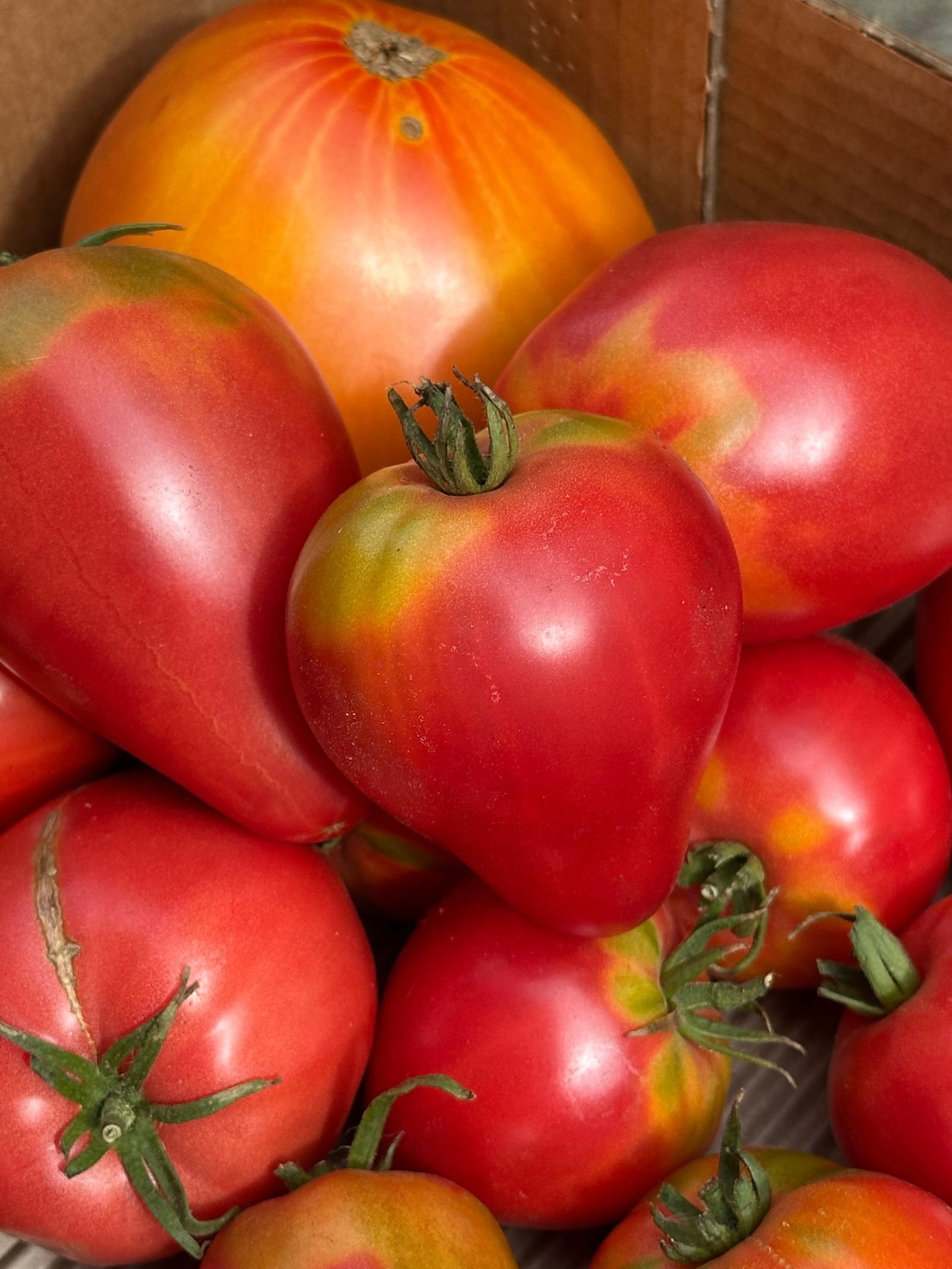 Ochsenherztomaten