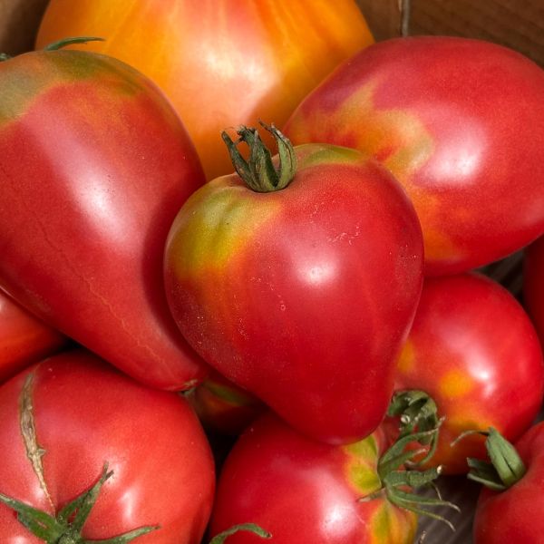 Ochsenherztomaten