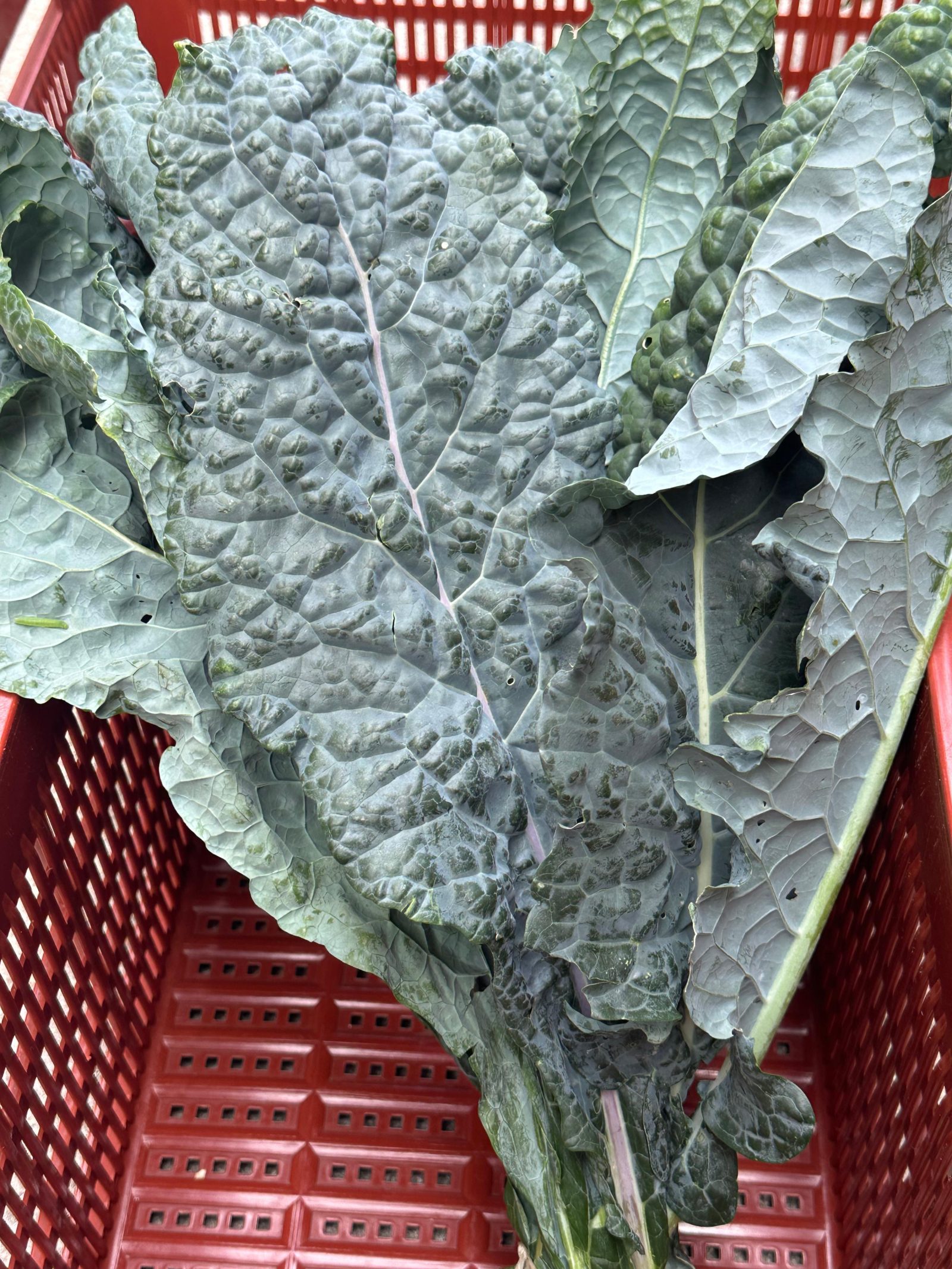 Schwarzkohl (Cavolo Nero)