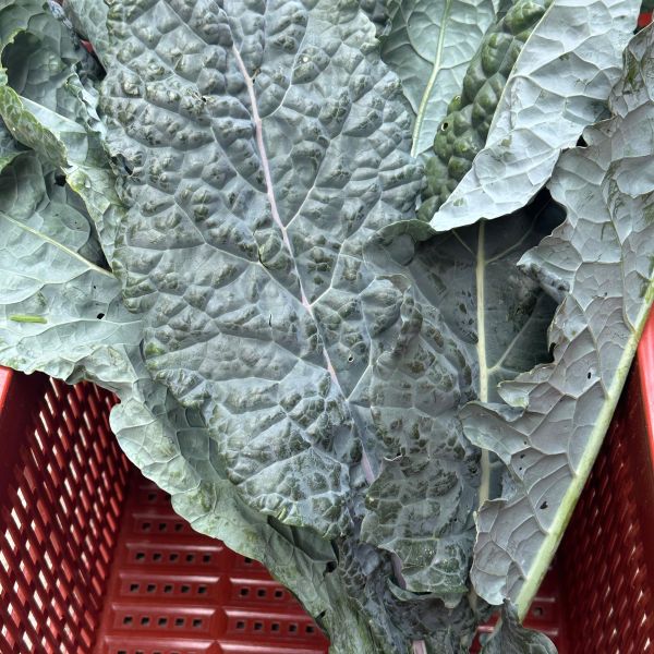 Schwarzkohl (Cavolo Nero)