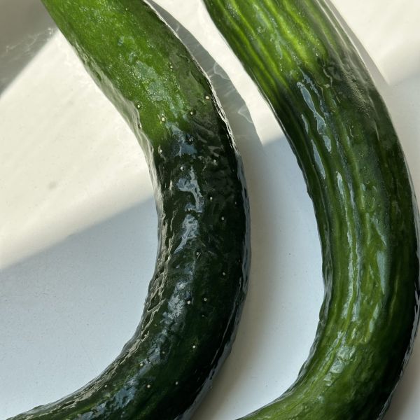 Salatgurken, verschiedene Sorten