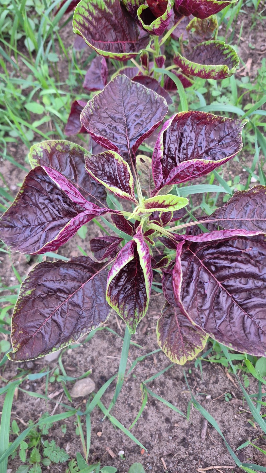 Roter Amaranth