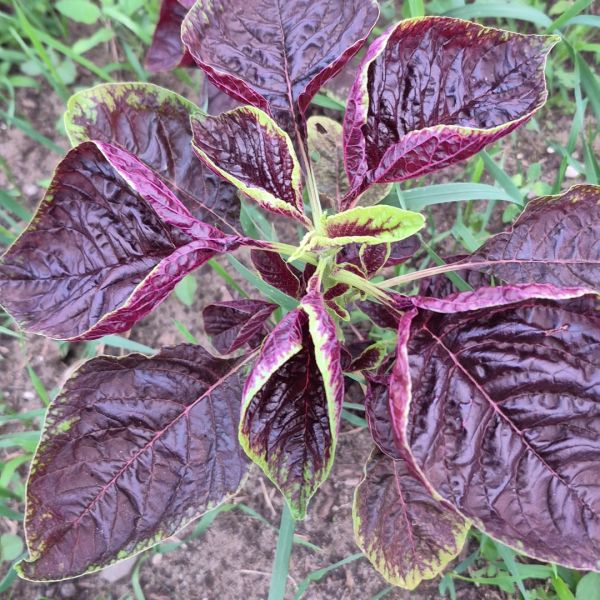 Roter Amaranth