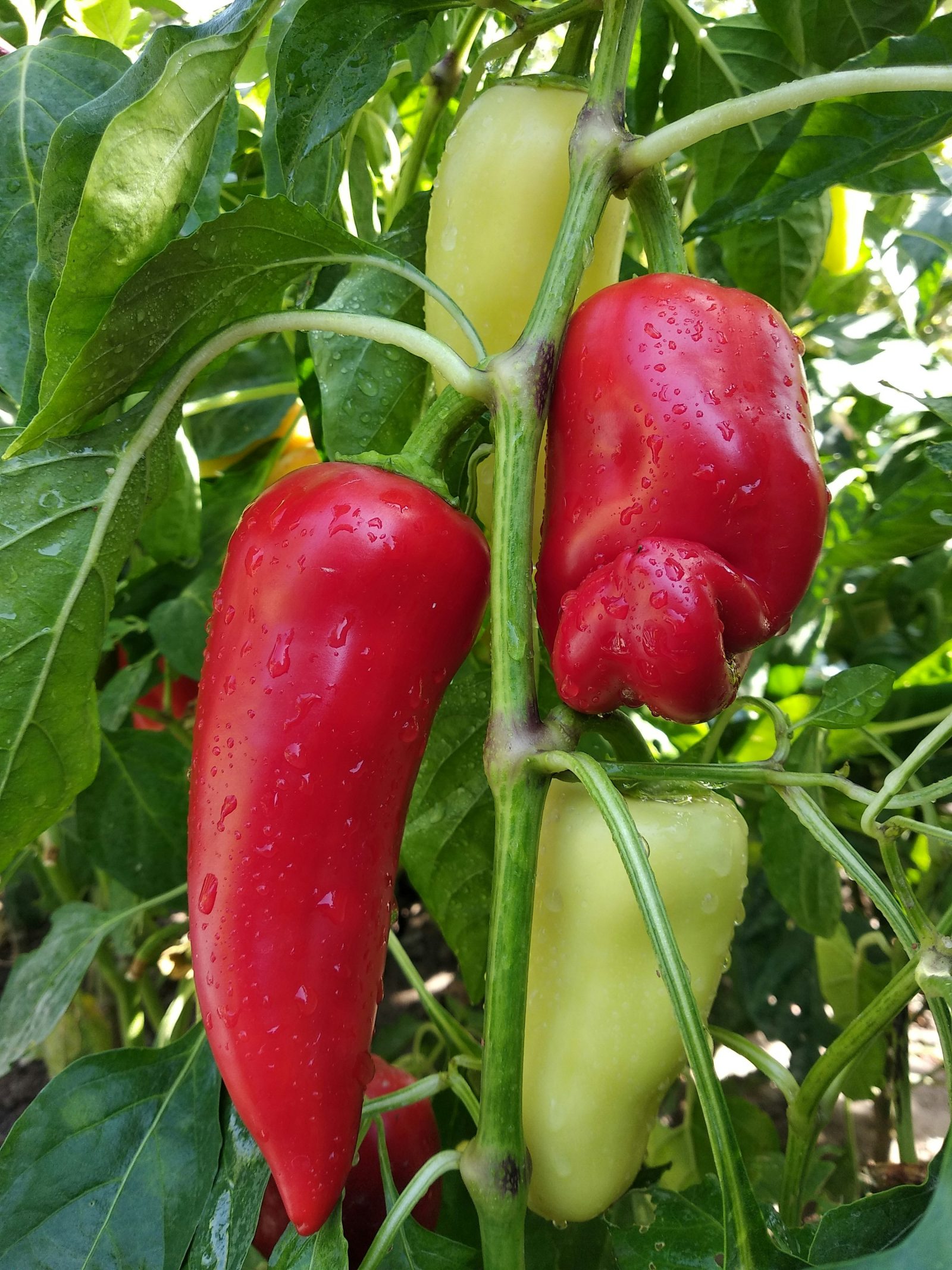 Spitzpaprika