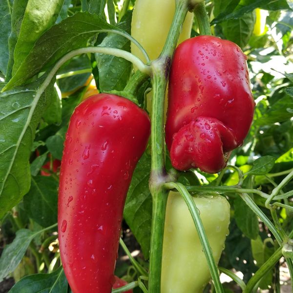Spitzpaprika