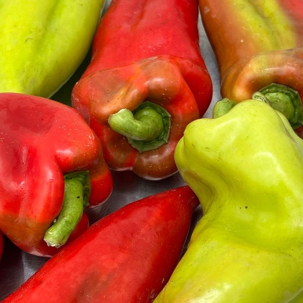 Spitzpaprika, rot und grün