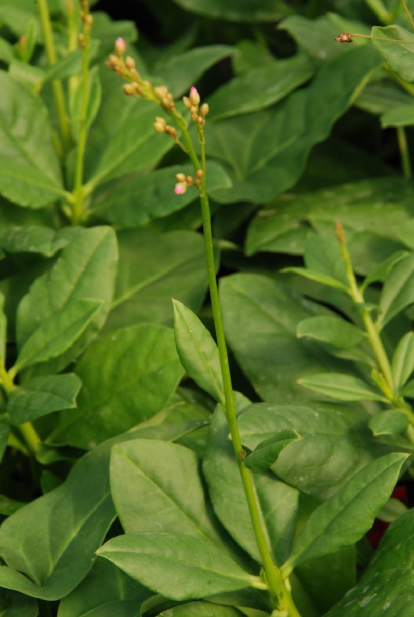 Erdginseng, Surinamspinat