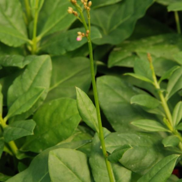 Erdginseng, Surinamspinat