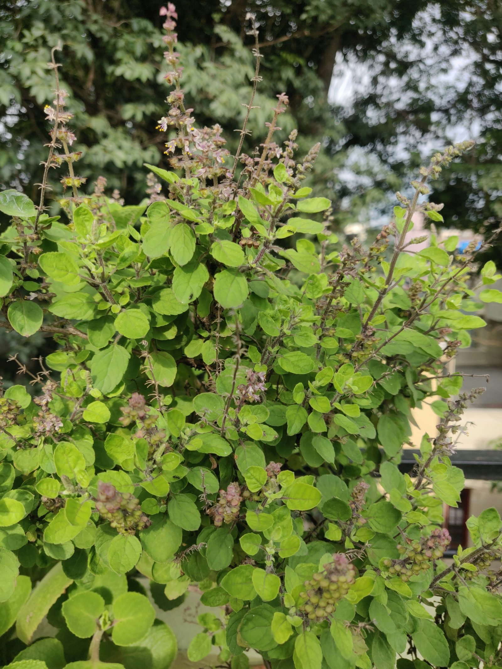 Tulsi, Heiliges Basilikum