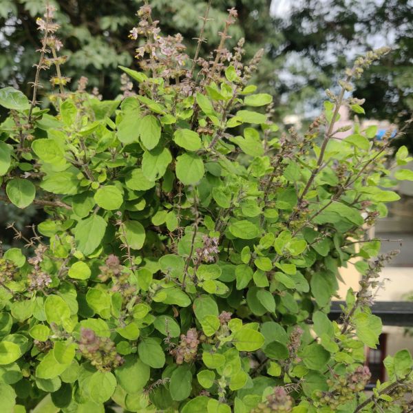 Tulsi, Heiliges Basilikum