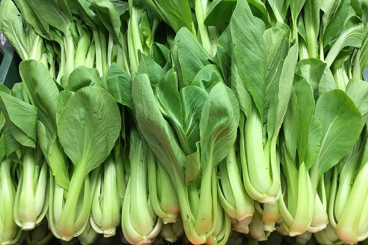 Pak Choi