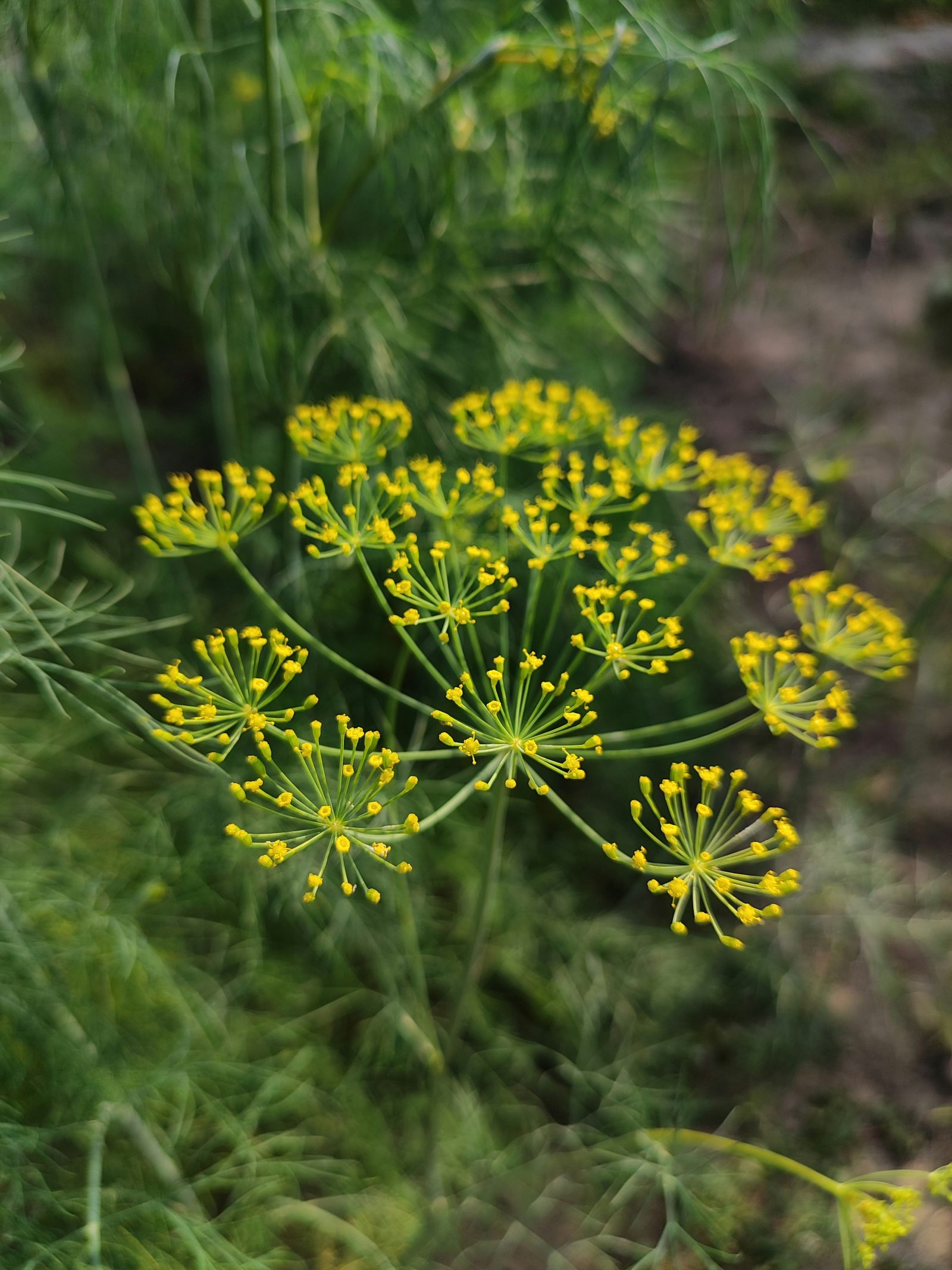 Dillblüten