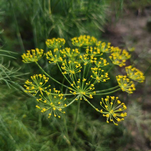 Dillblüten