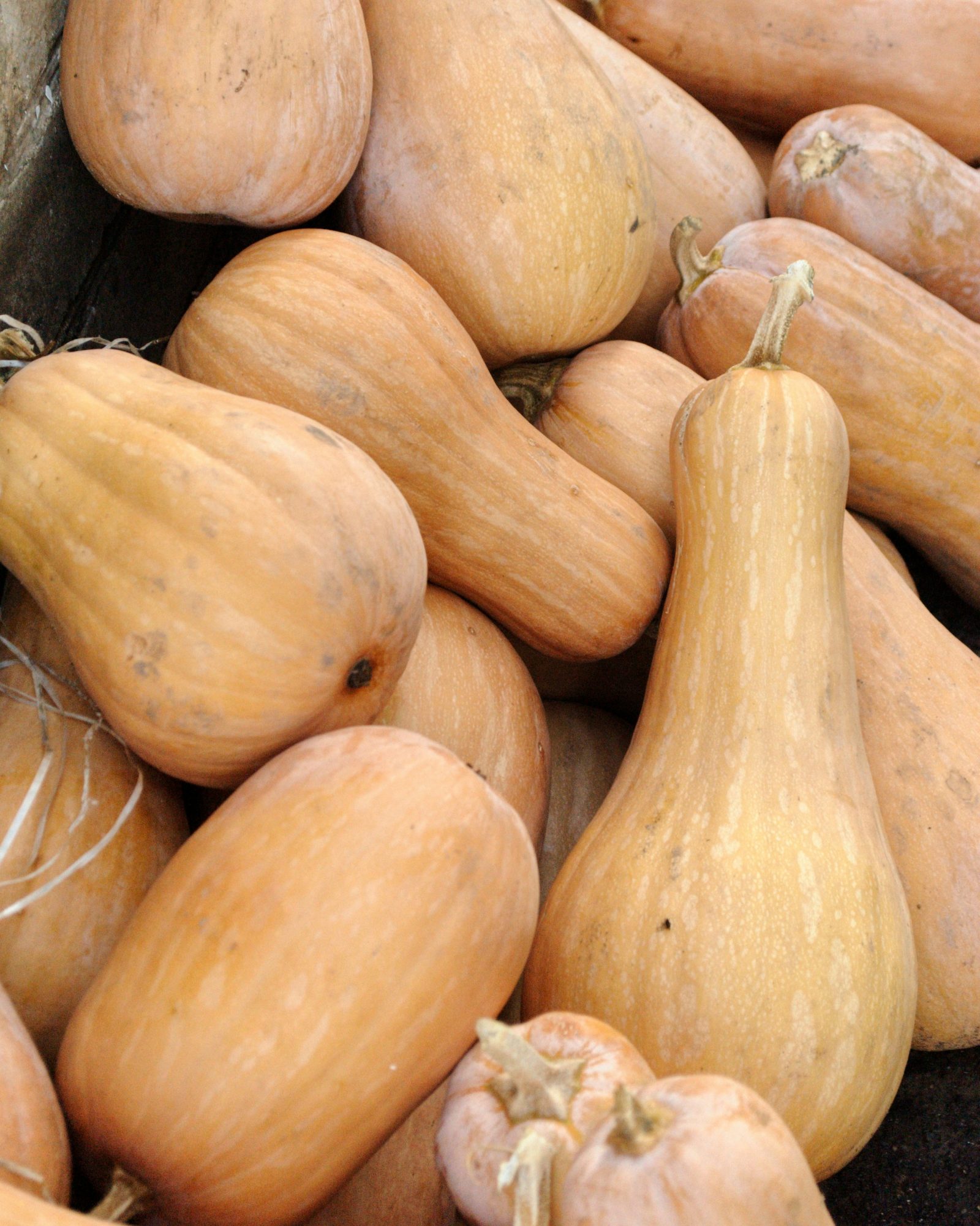 Butternut Kürbis