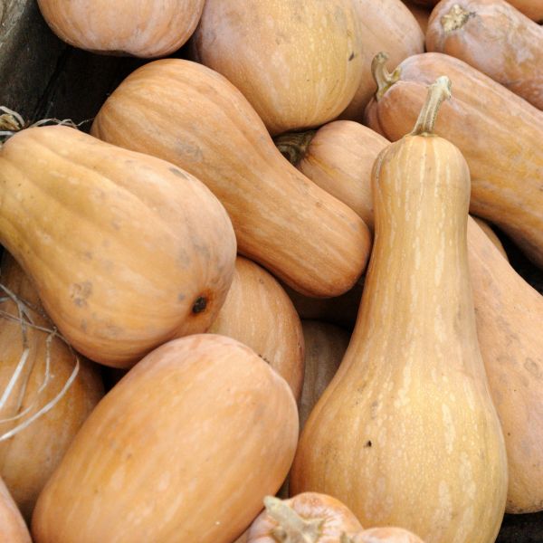 Butternut Kürbis