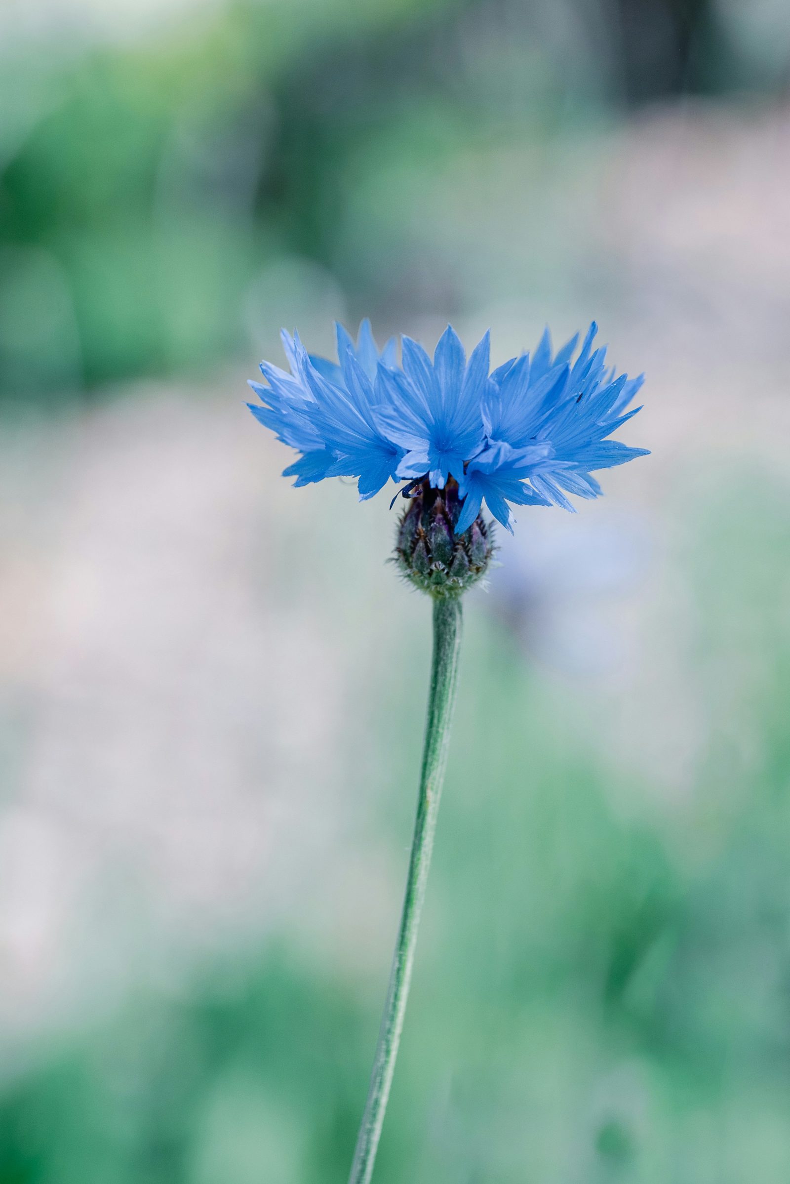 Kornblume Blau