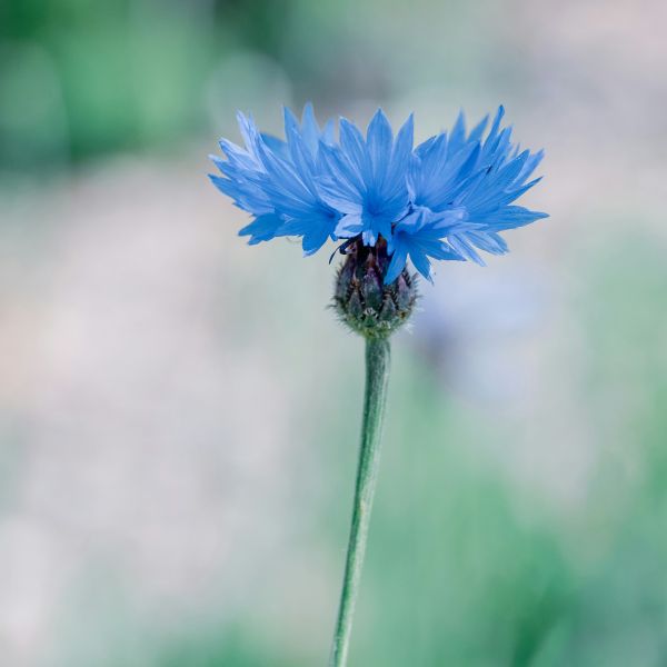 Kornblume Blau