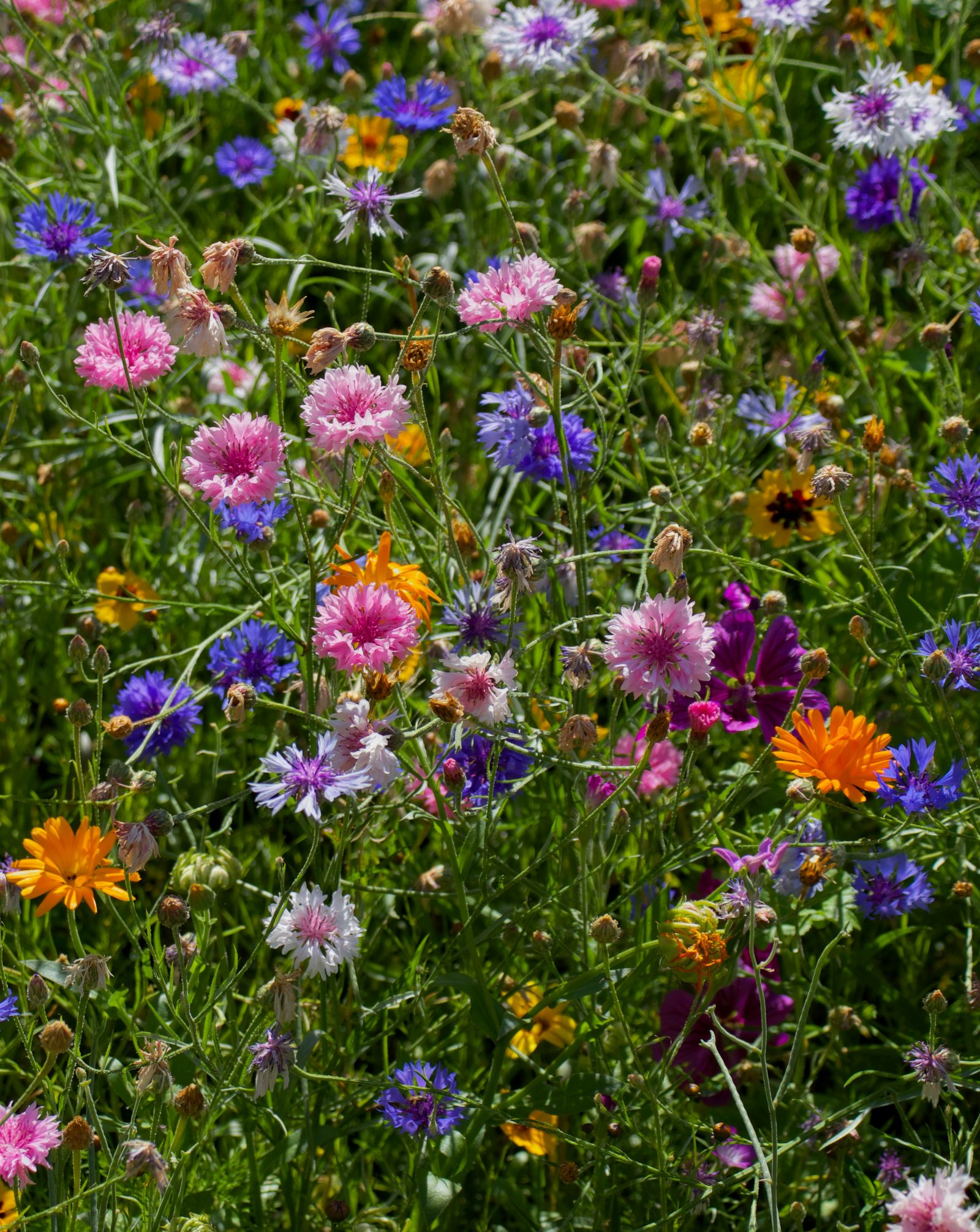 Kornblume Mix (blau, rosa, dunkelviolett)