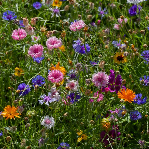 Kornblume Mix (blau, rosa, dunkelviolett)