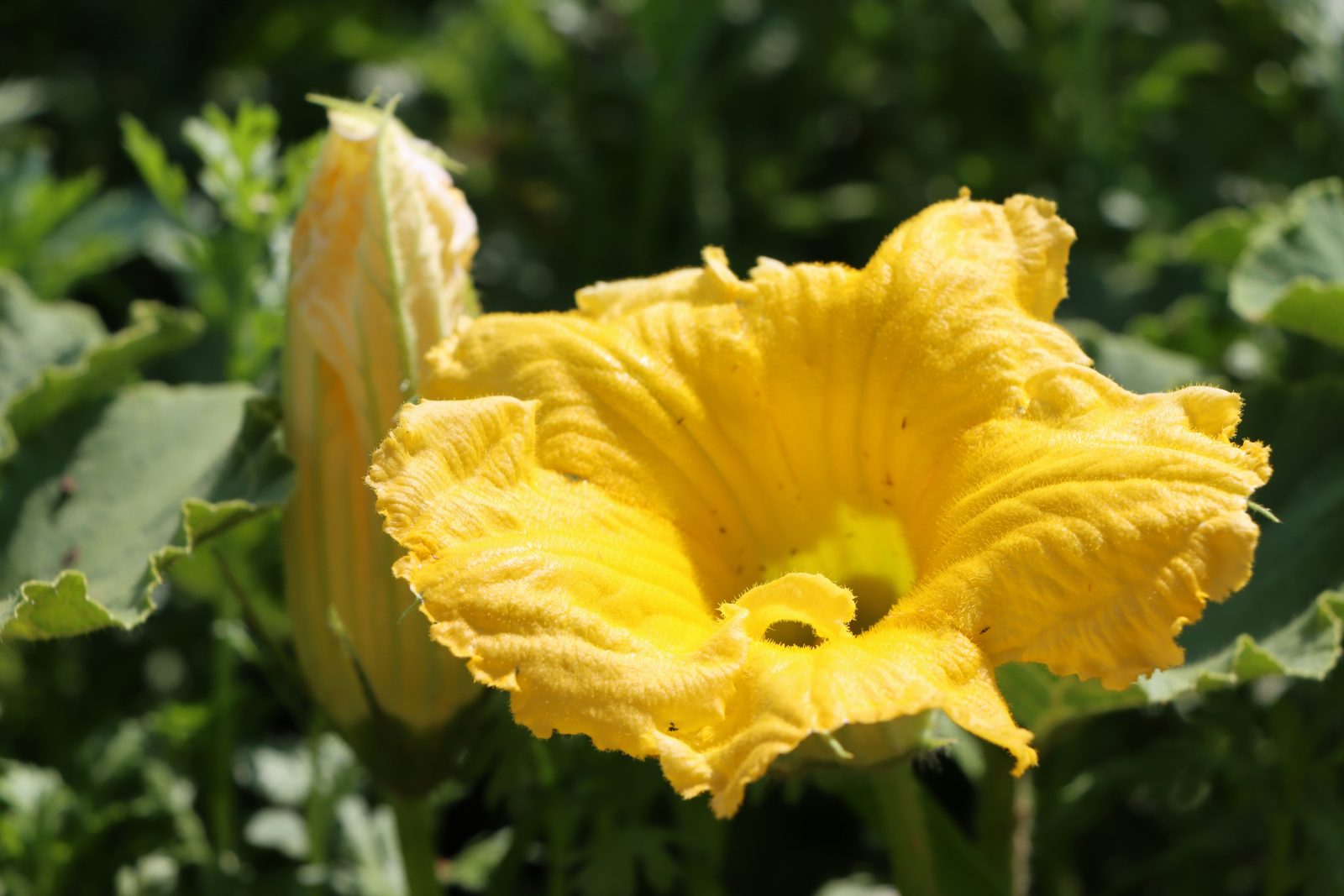 Kürbisblüten