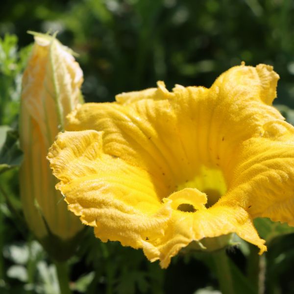 Kürbisblüten