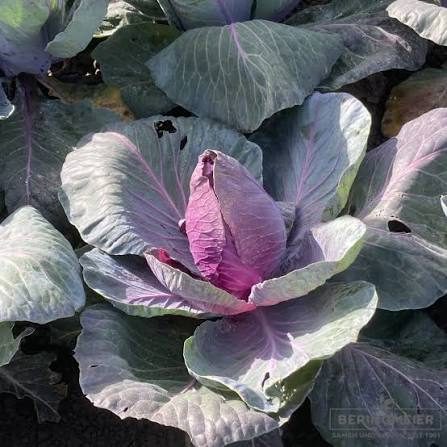 Spitzkohl Rot