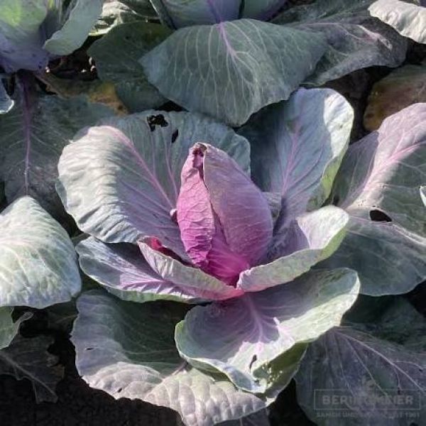 Spitzkohl Rot