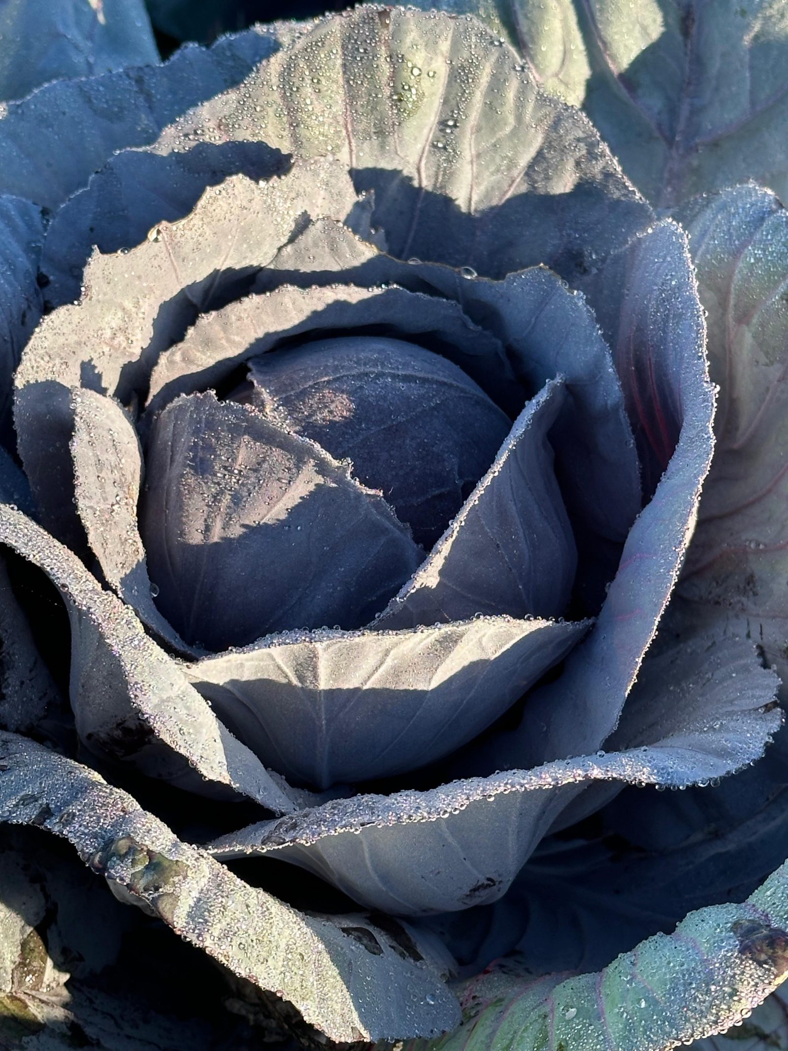 Rotkohl
