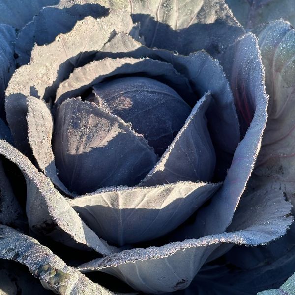 Rotkohl