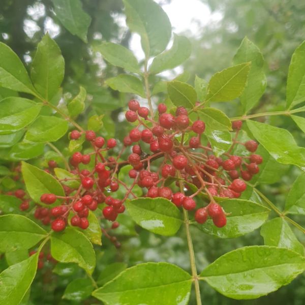 Sichuan Pepper