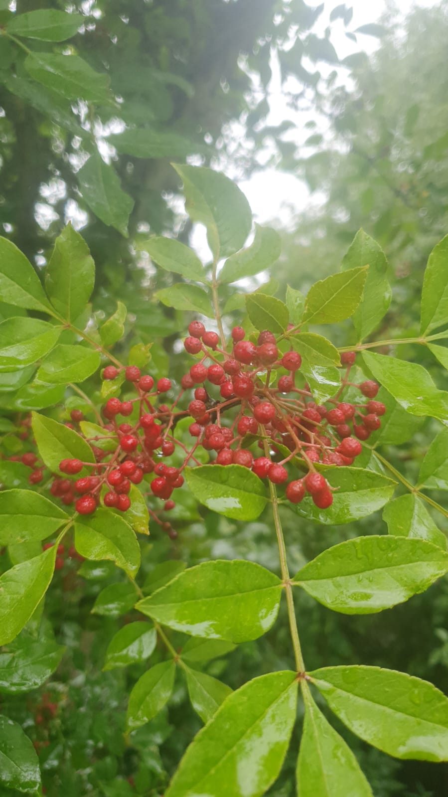 Sichuan Pepper