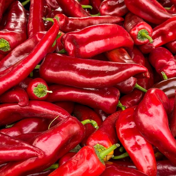 Spitzpaprika Rot