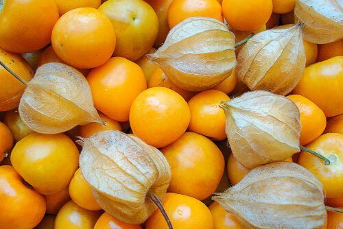 Physalis