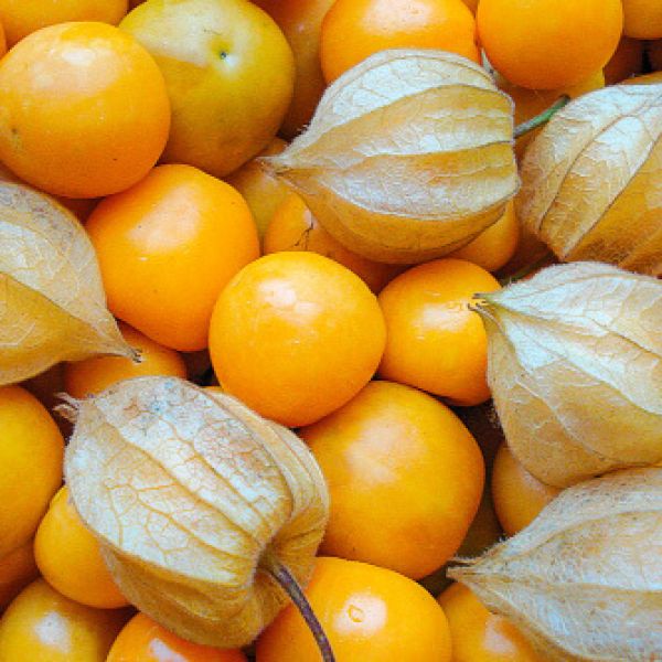 Physalis