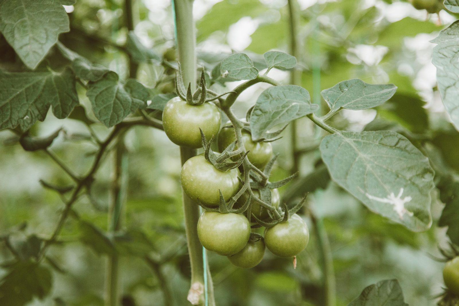 Grüne Tomaten