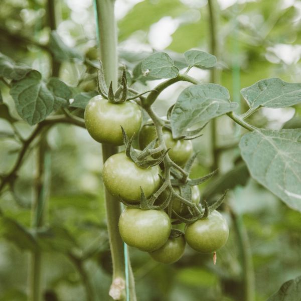 Grüne Tomaten