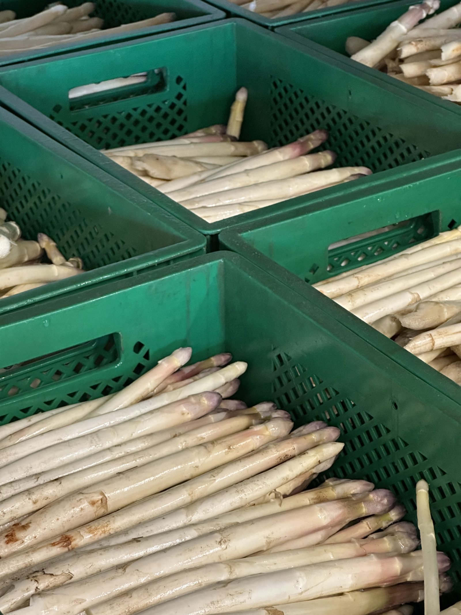 Bio-Spargel weiß — 1