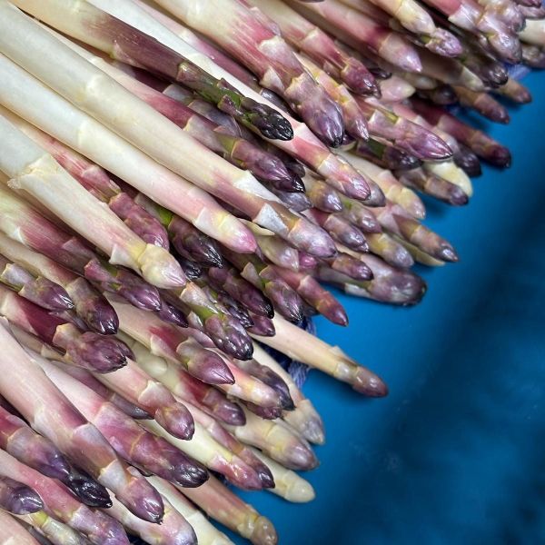 Bio-Spargel weiß