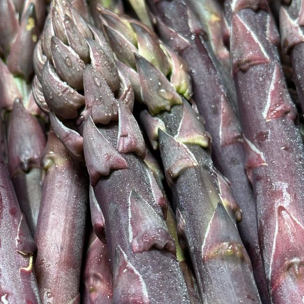 Bio-Spargel lila