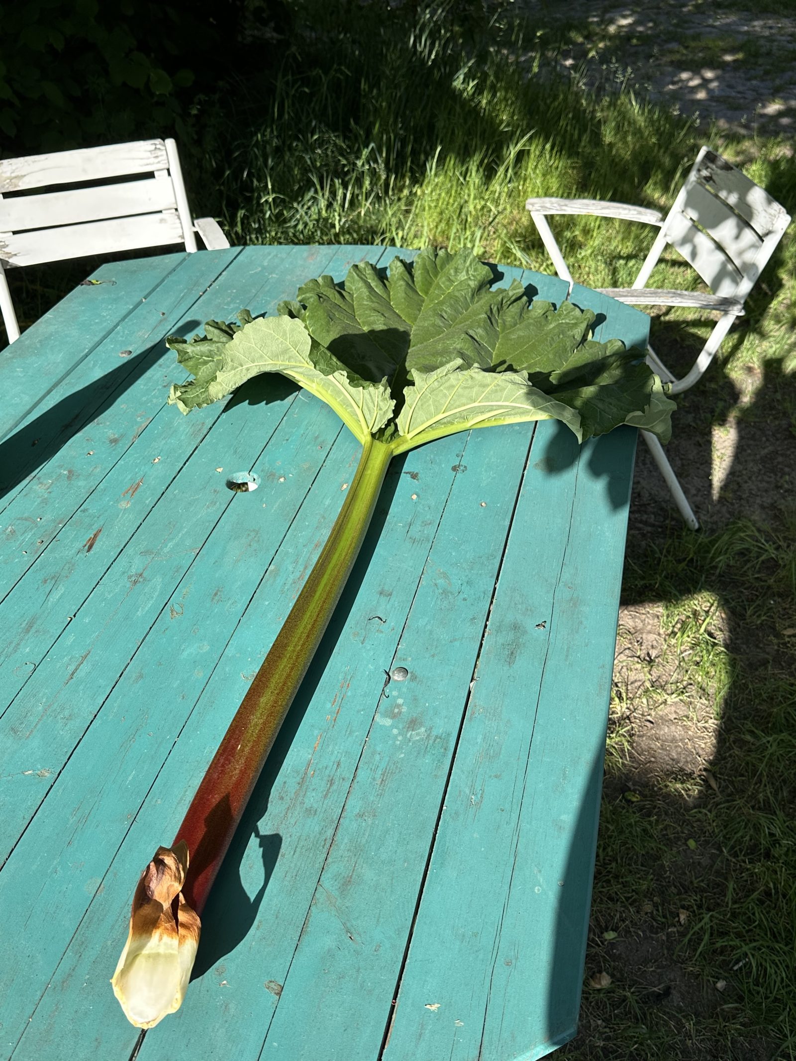 Rhabarber Goliath