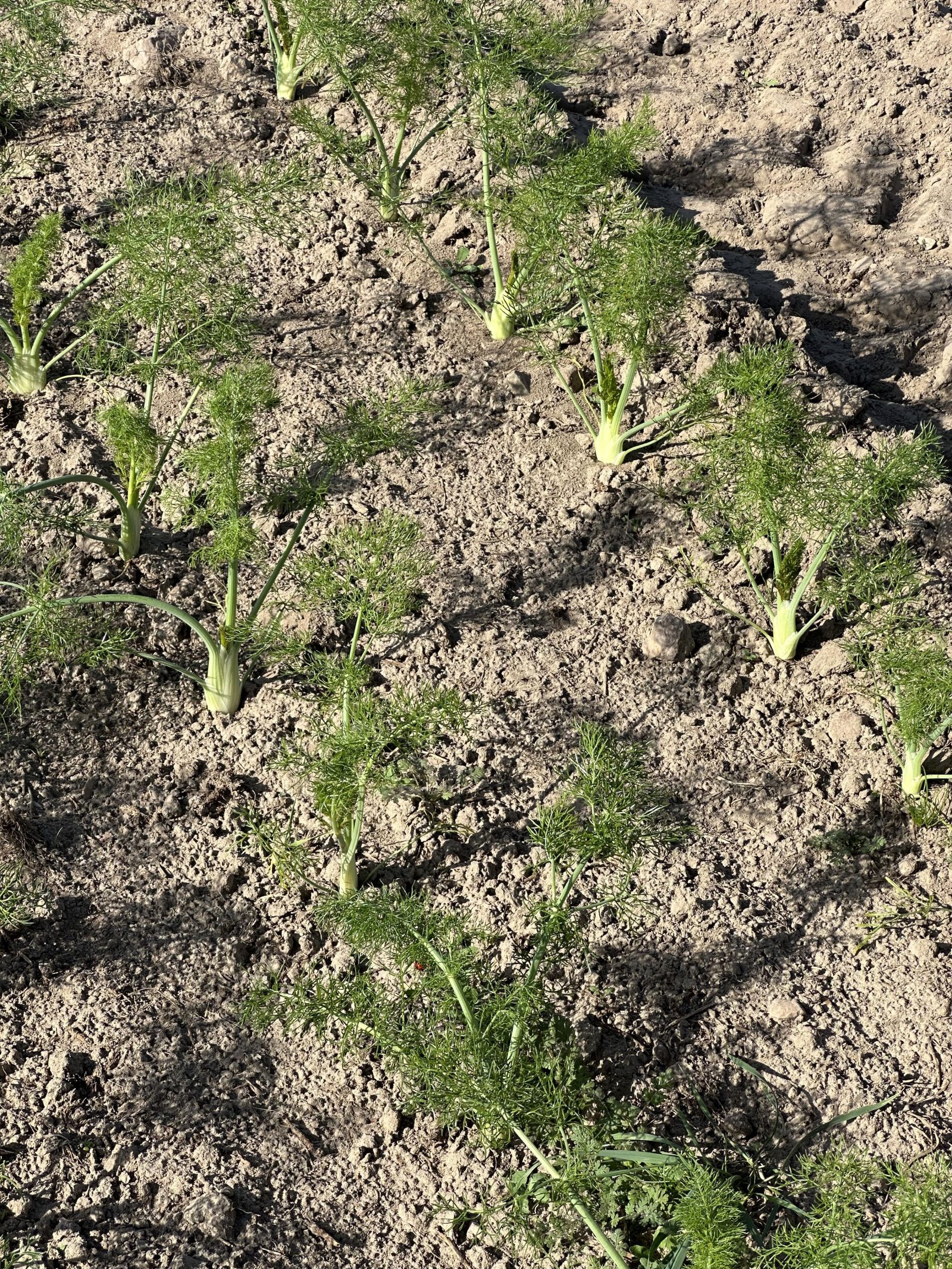 Fenchel