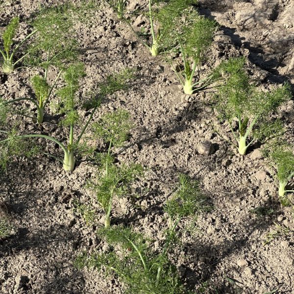 Fenchel
