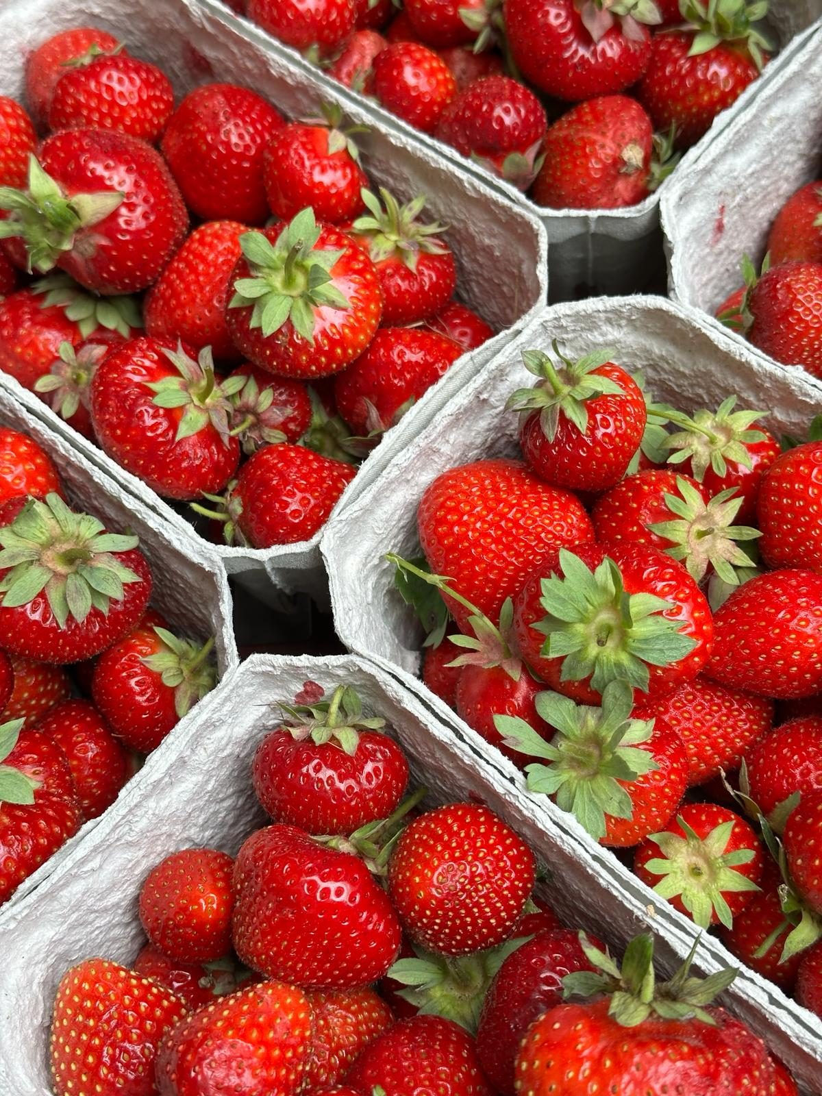 Freiland-Erdbeeren