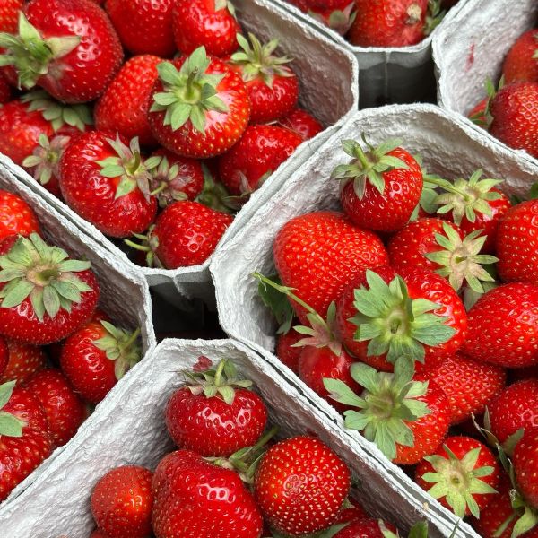 Freiland-Erdbeeren