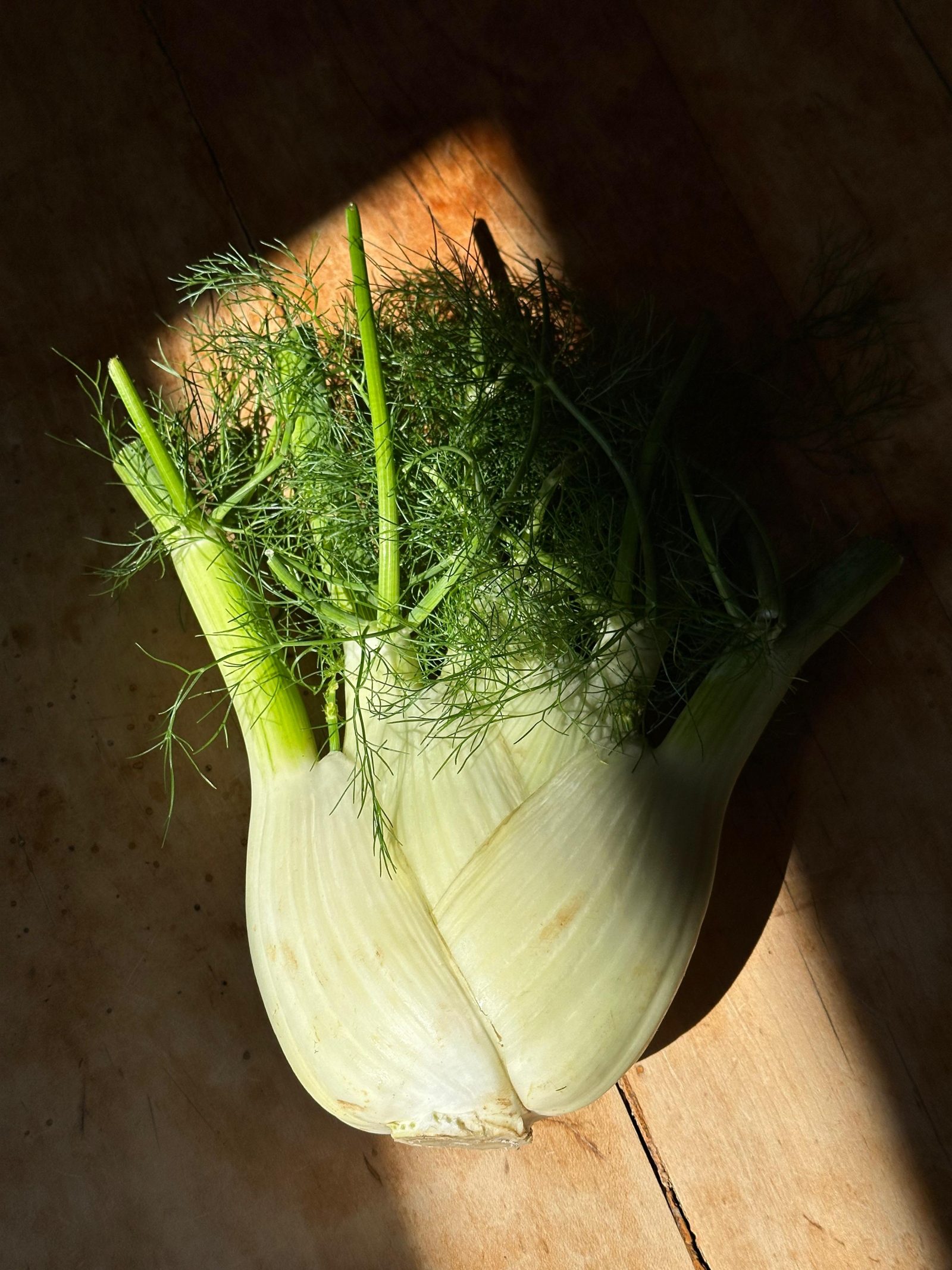Junger Fenchel
