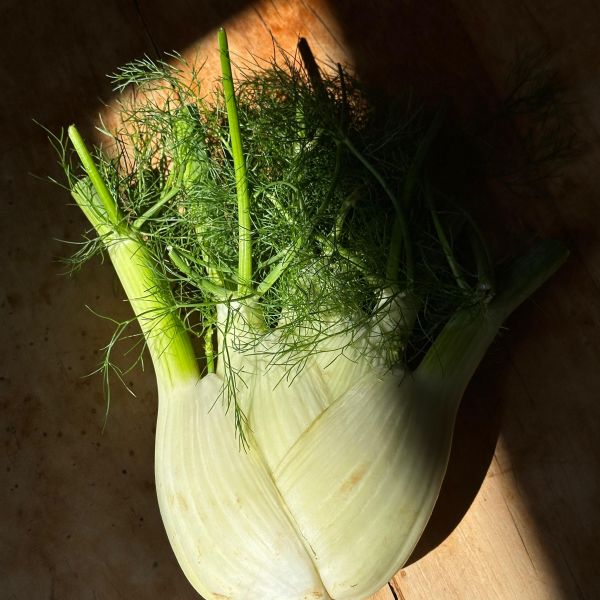 Junger Fenchel