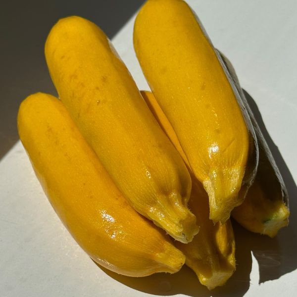 Gelbe Zucchini