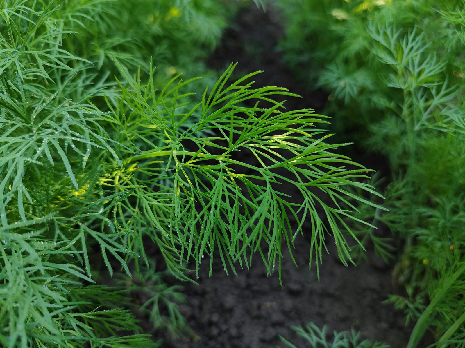 Dill