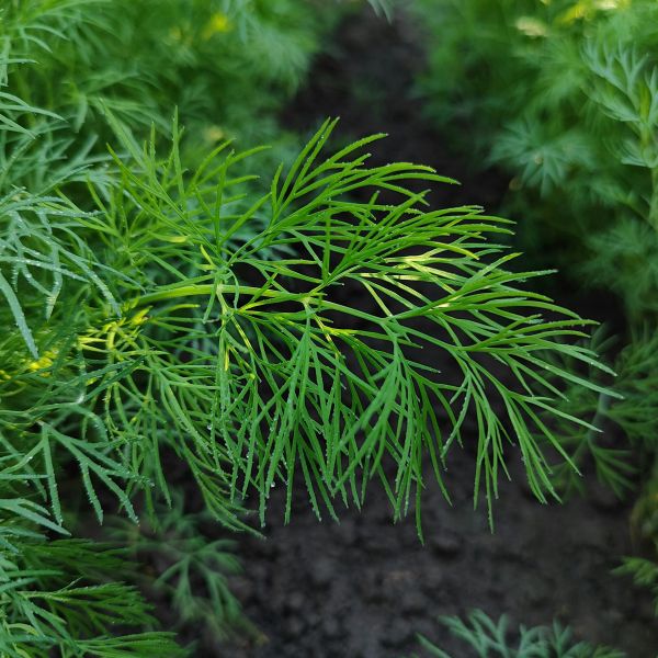 Dill